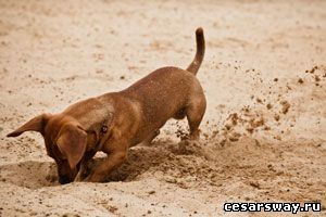 собака роет землю